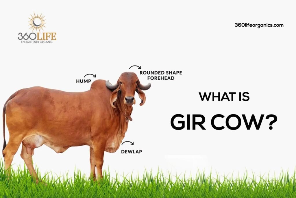 what-is-a-gir-cow-360-life-organic